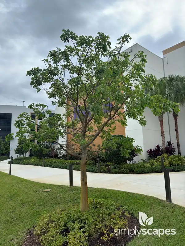 Gumbo Limbo — photo 1