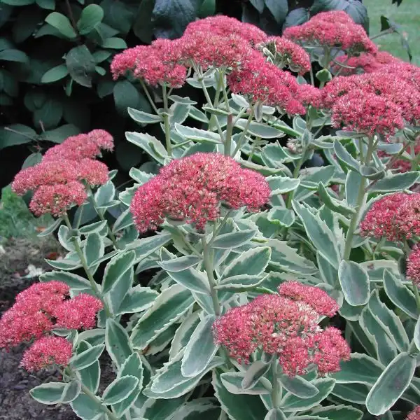 Autumn Charm Sedum — photo 1
