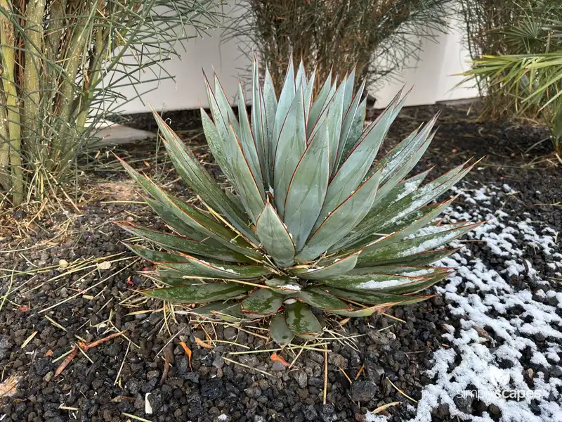 Agave 'Blue Glow' — photo 1