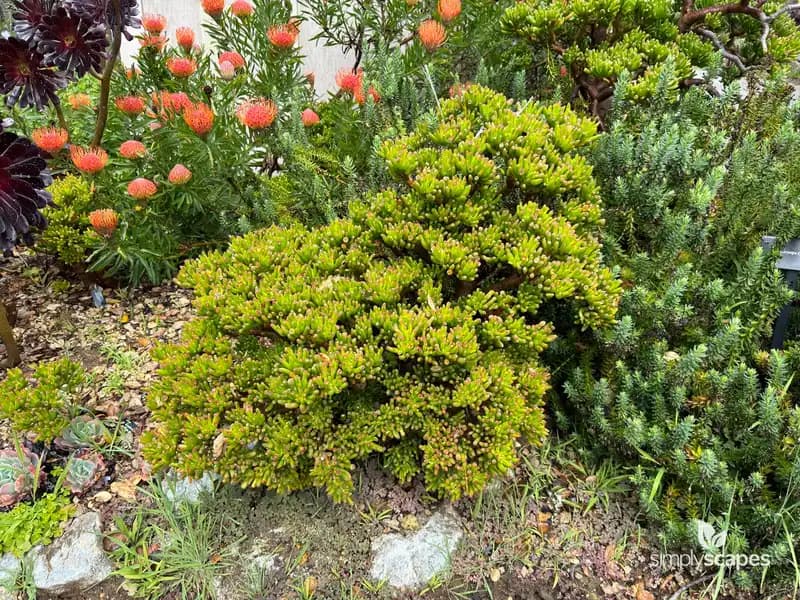 Jade Plant — photo 1