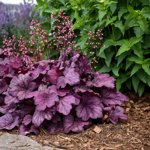 Primo® 'Wild Rose' Coral Bells — photo 1