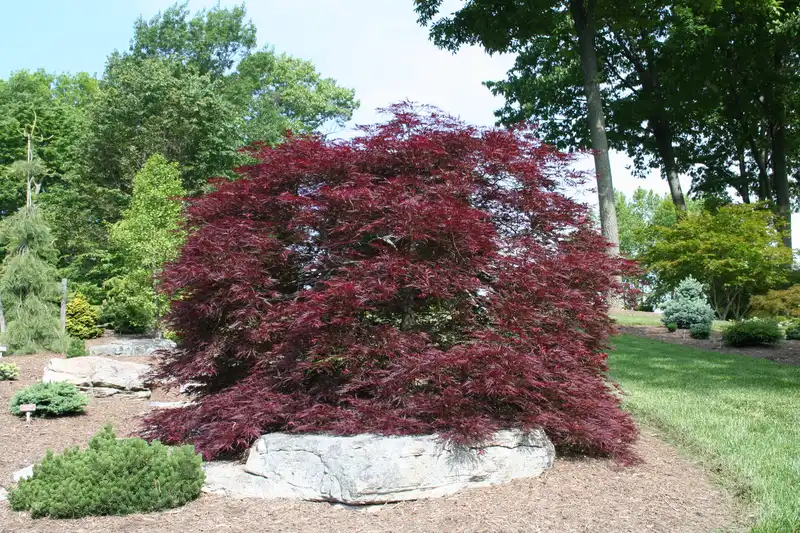 Red Dragon Japanese Maple Tree — photo 1