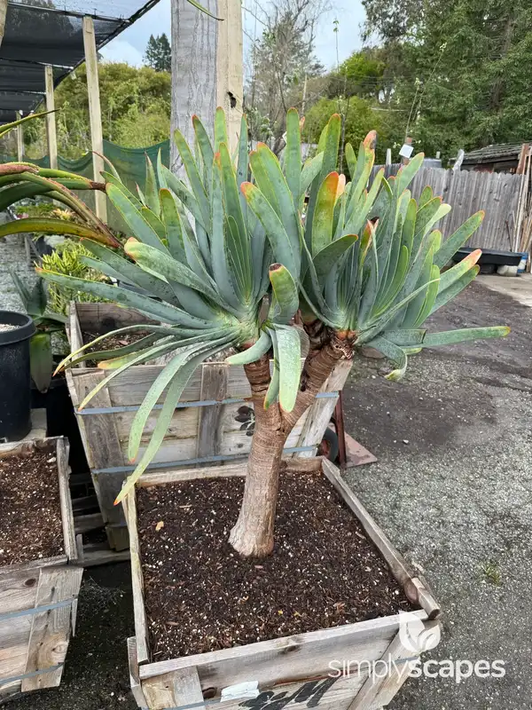 Fan Aloe Plant — photo 1