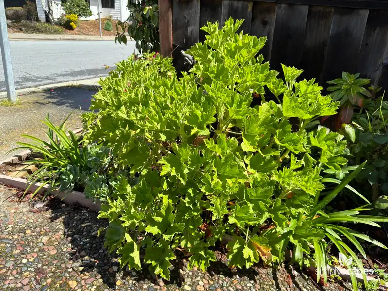 Geranium (Pelargonium) — photo 1