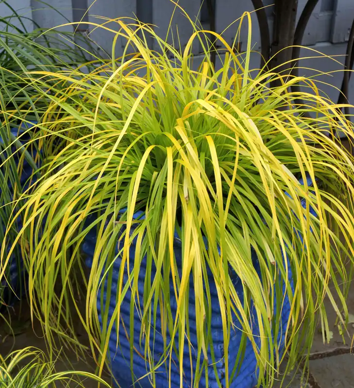 Carex EverColor® 'Everillo' — photo 1