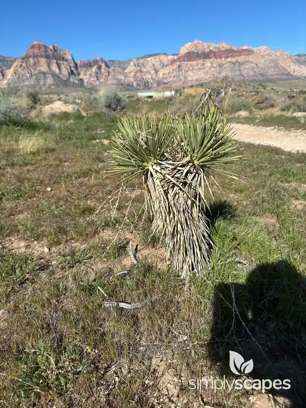 Joshua Tree — photo 1