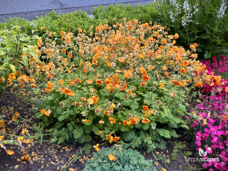 Avens (Geum) — photo 1