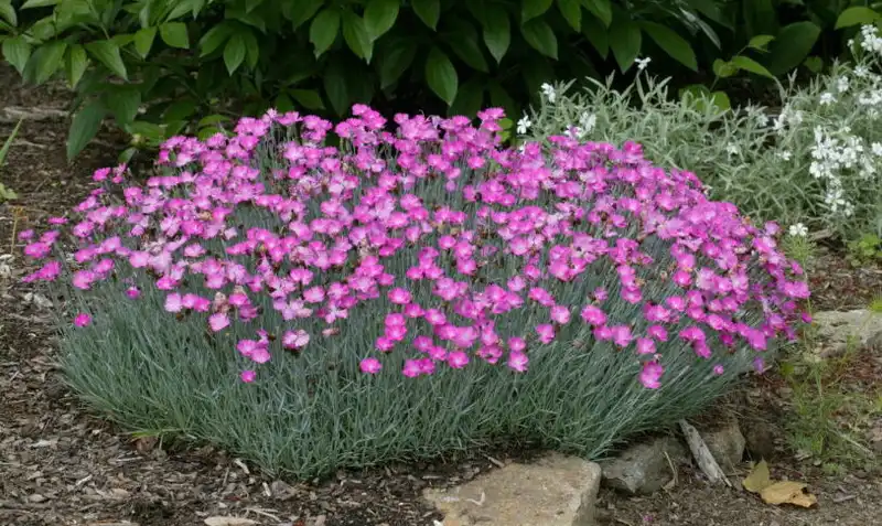 Pink Fire™ Cheddar Pink — photo 1