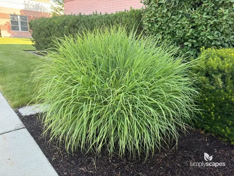 Switchgrass (Panicum) — photo 1