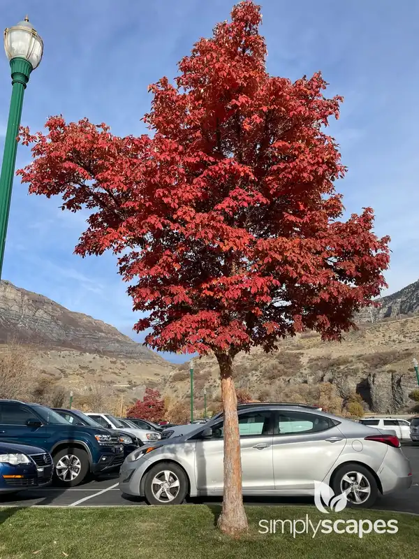 Sourwood — photo 1