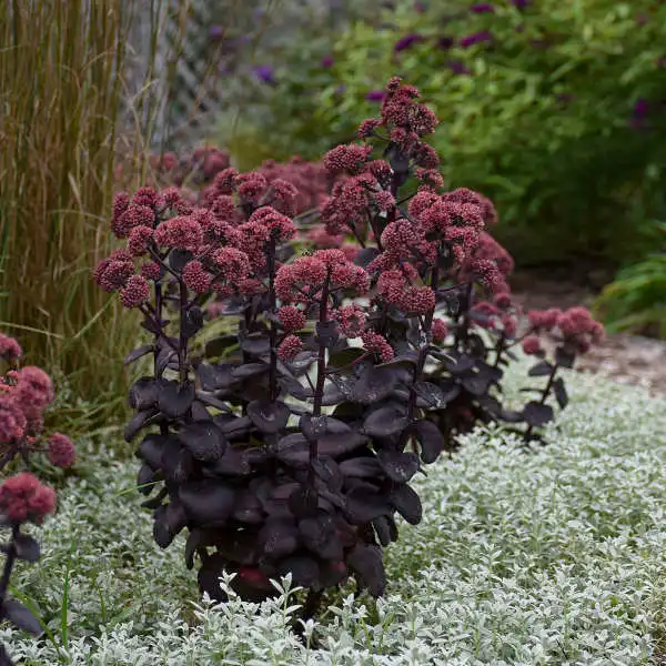 Night Embers™ Upright Autumn Stonecrop — photo 1