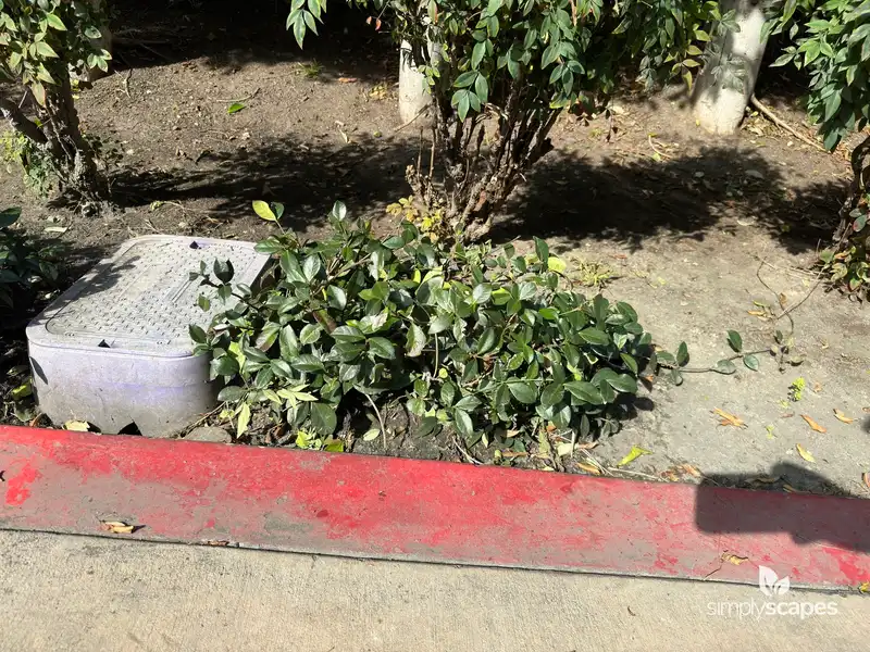 Jasmine Shrub (Trachelospermum) — photo 1
