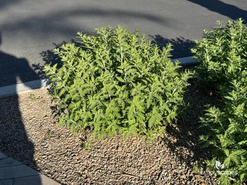Russian Sage — photo 1