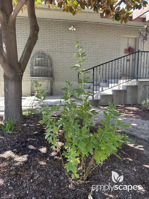 Monkshood Plant — photo 1