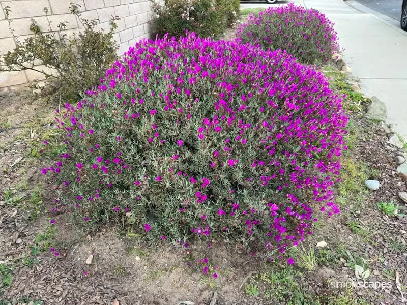 Trailing Ice Plant — photo 1