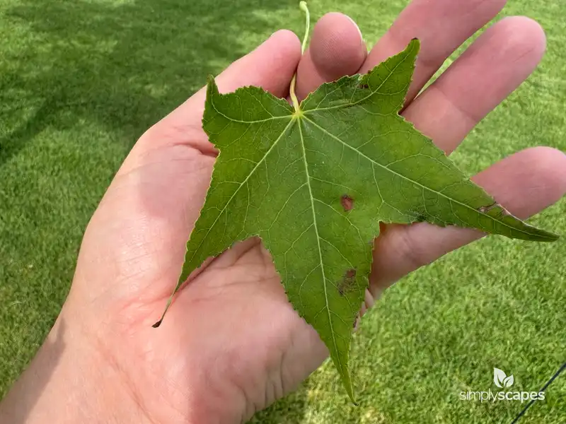 Sweet Gum Tree — photo 1