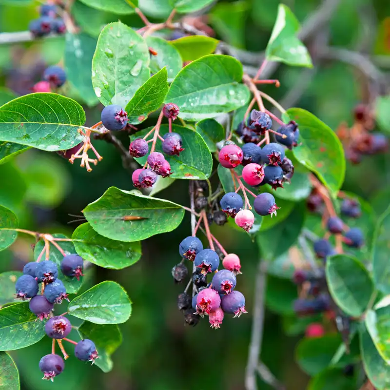 Service Tree — photo 1