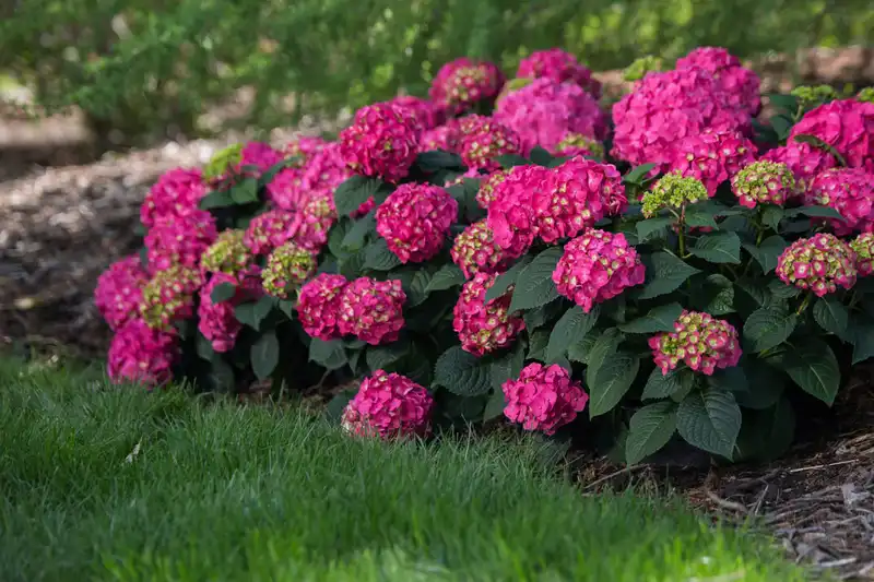Summer Crush® Bigleaf Hydrangea — photo 1