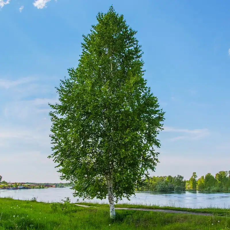 Dakota Pinnacle Birch Tree — photo 1