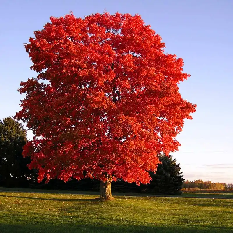 Red Sunset® Maple Tree — photo 1