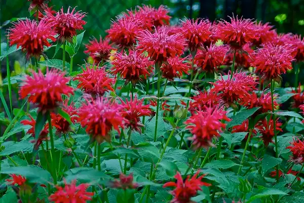 Scarlet Beebalm — photo 1