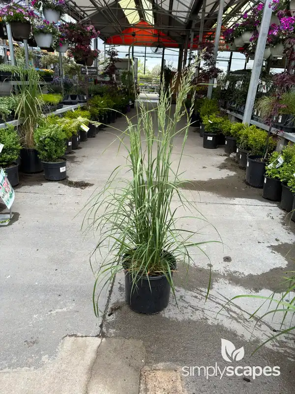 Feather Reed Grass — photo 1