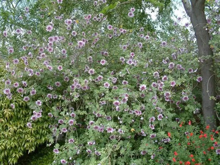 Tree Mallow — photo 1