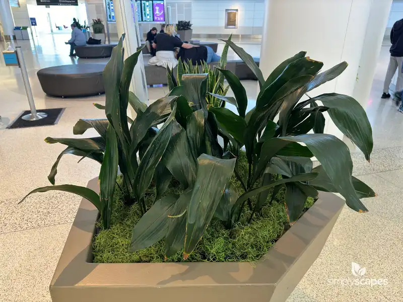 Cast Iron Plant — photo 1