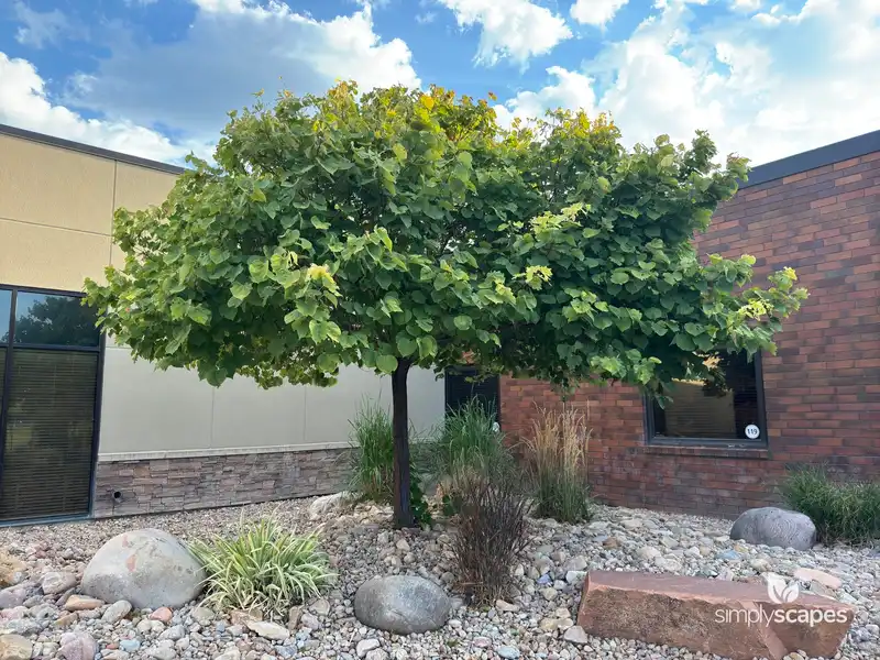 Eastern Redbud Tree — photo 1