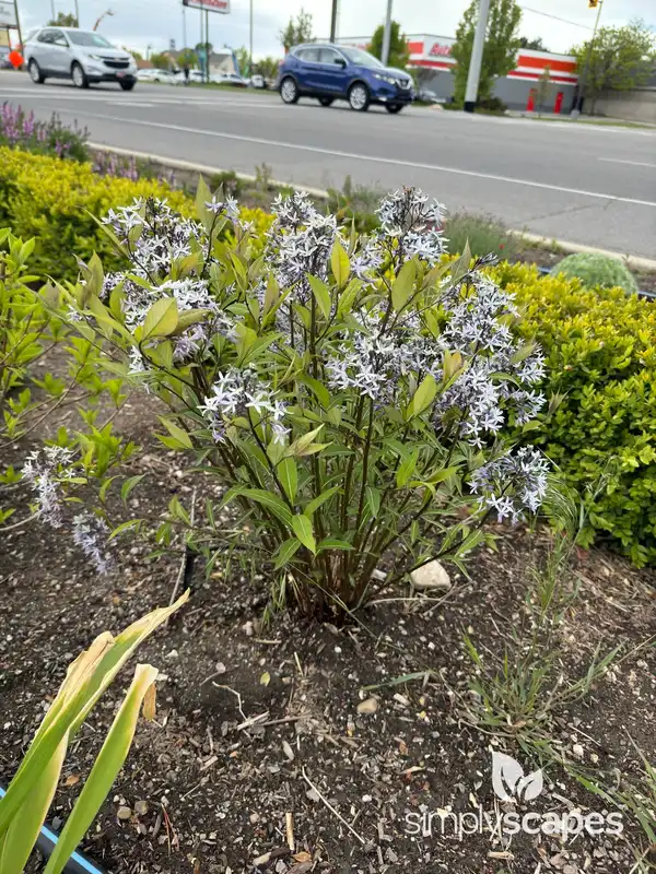 Bluestar (Amsonia) — photo 1