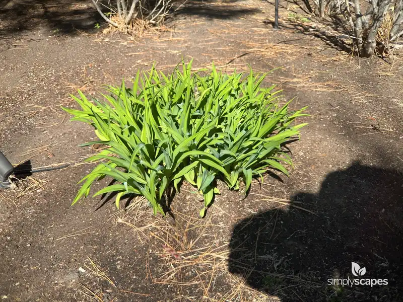 Orange daylily — photo 1