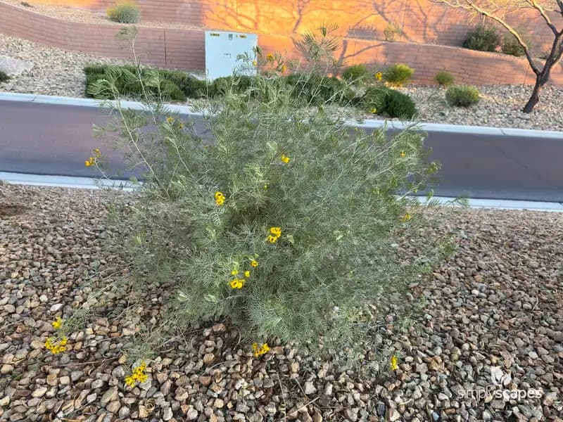 Silver Mimosa — photo 1
