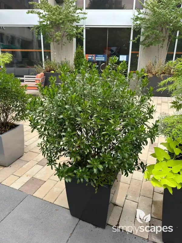Inkberry Shrub — photo 1