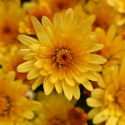 Cosmic Solar Yellow Garden Mum — photo 1