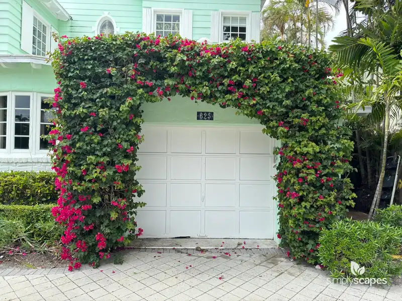 Bougainvillea — photo 1