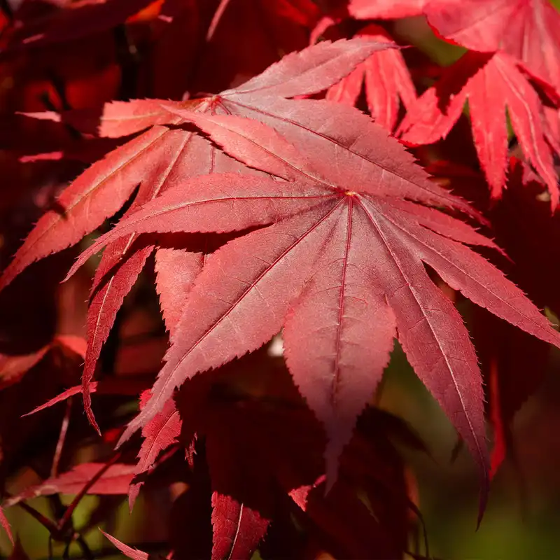 Emperor I® Japanese Maple Tree — photo 1