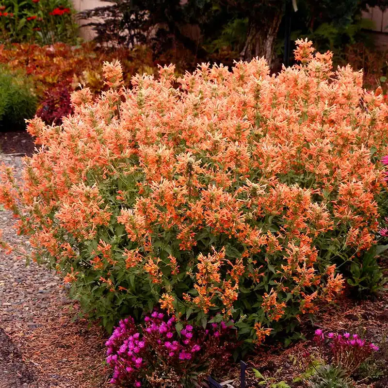 POQUITO® Orange Agastache — photo 1