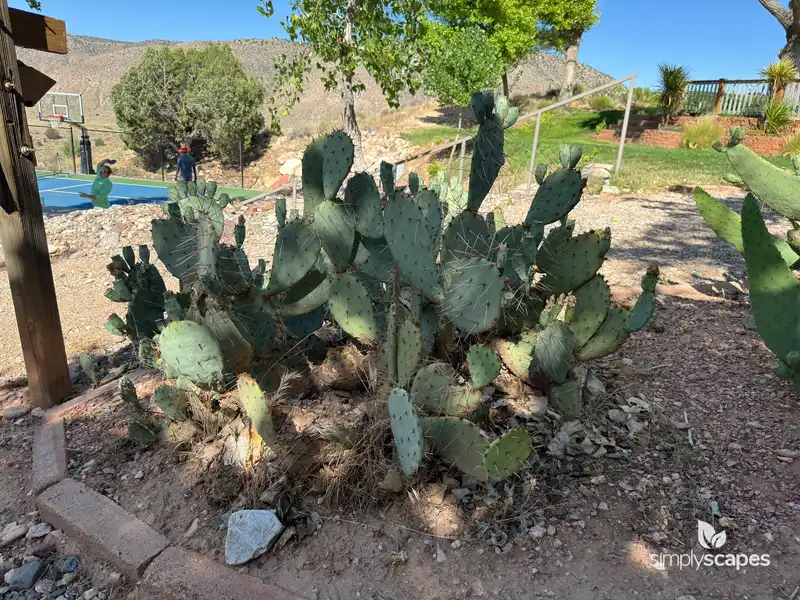 Tulip Prickly Pear Cactus — photo 1