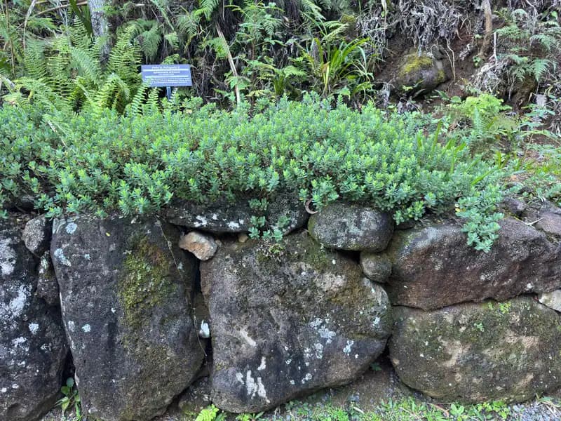 ʻĀkia — photo 1