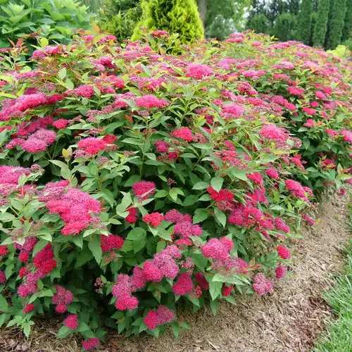 Double Play® Doozie® Spirea — photo 1