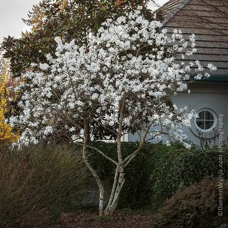 Royal Star Magnolia Tree — photo 1