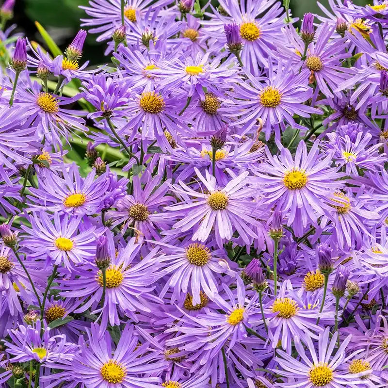 Monch Fall Aster — photo 1