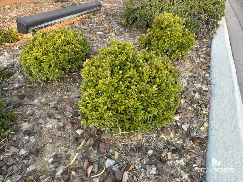 Yaupon Holly Shrub — photo 1