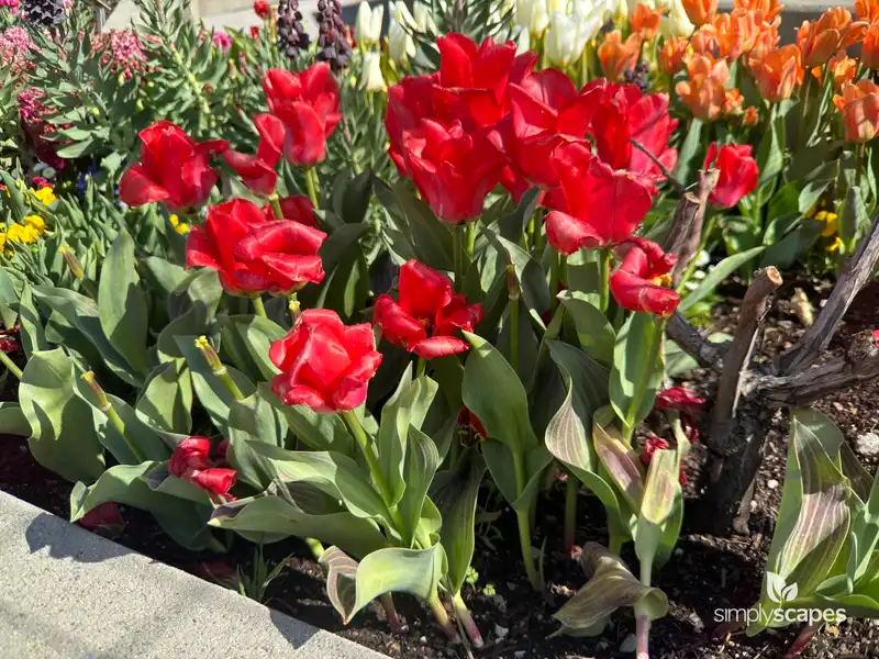 Tulip 'Trautmansdorff' — photo 1