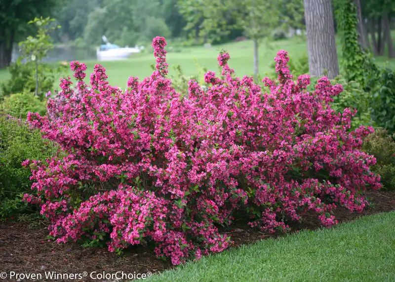 Sonic Bloom® Pink Reblooming Weigela — photo 1