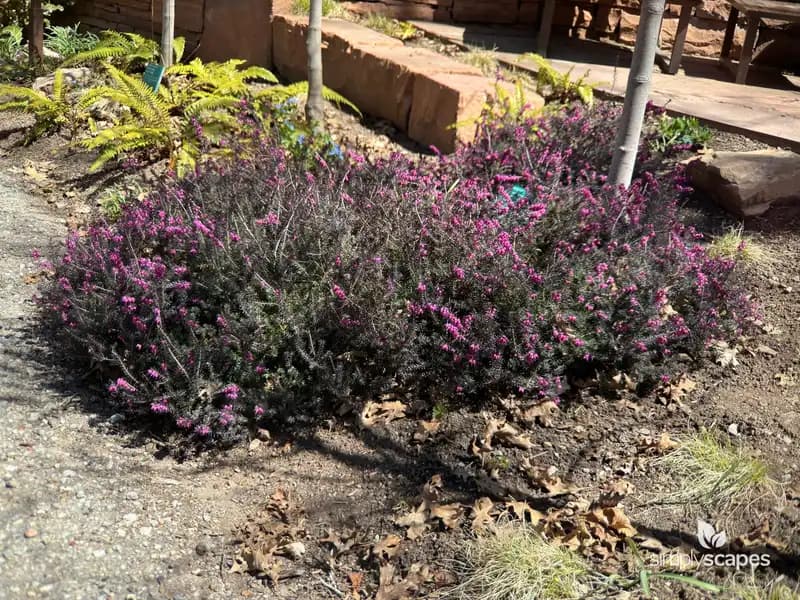 Scotch Heather — photo 1
