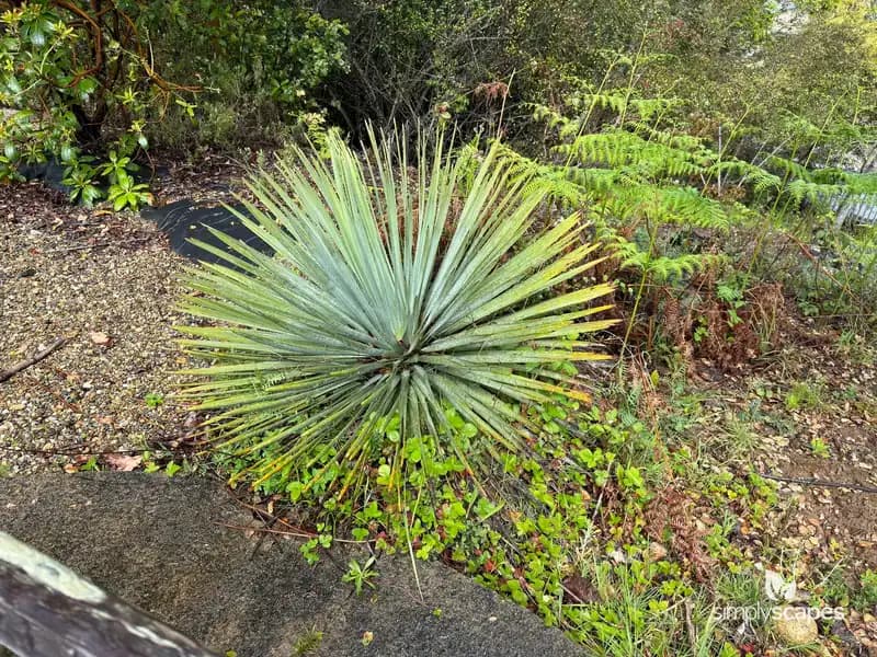 Chaparral yucca — photo 1