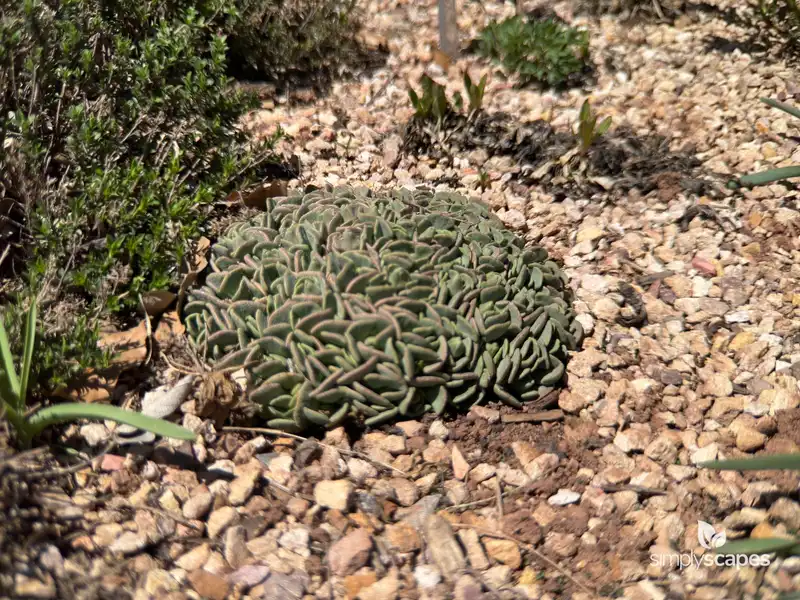 Broadleaf Stonecrop — photo 1