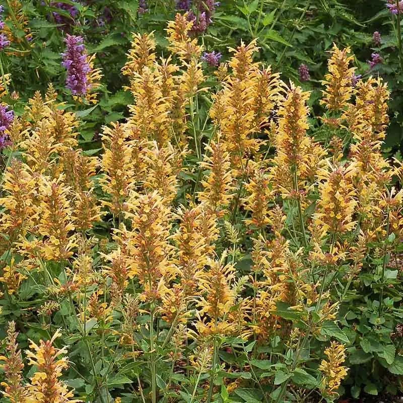 KUDOS™ 'Kudos Gold' Agastache — photo 1