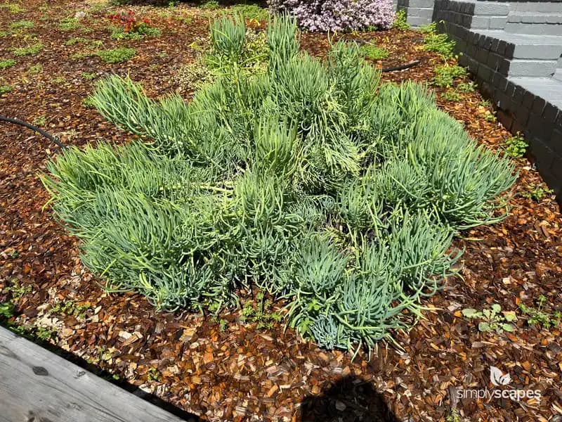 Cypress spurge — photo 1